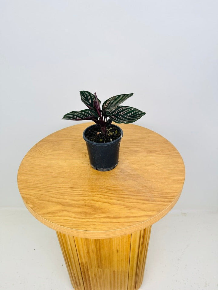 Goeppertia [Calathea] Ornata - Sanderiana | Uprooted