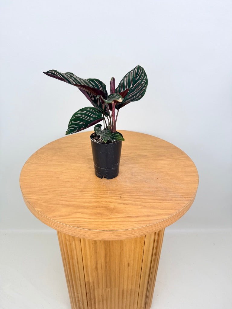 Goeppertia [Calathea] Ornata - Sanderiana | Uprooted