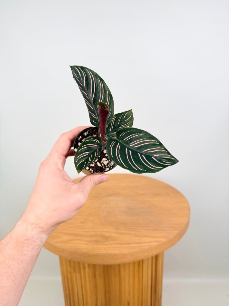 Goeppertia [Calathea] Ornata - Sanderiana | Uprooted