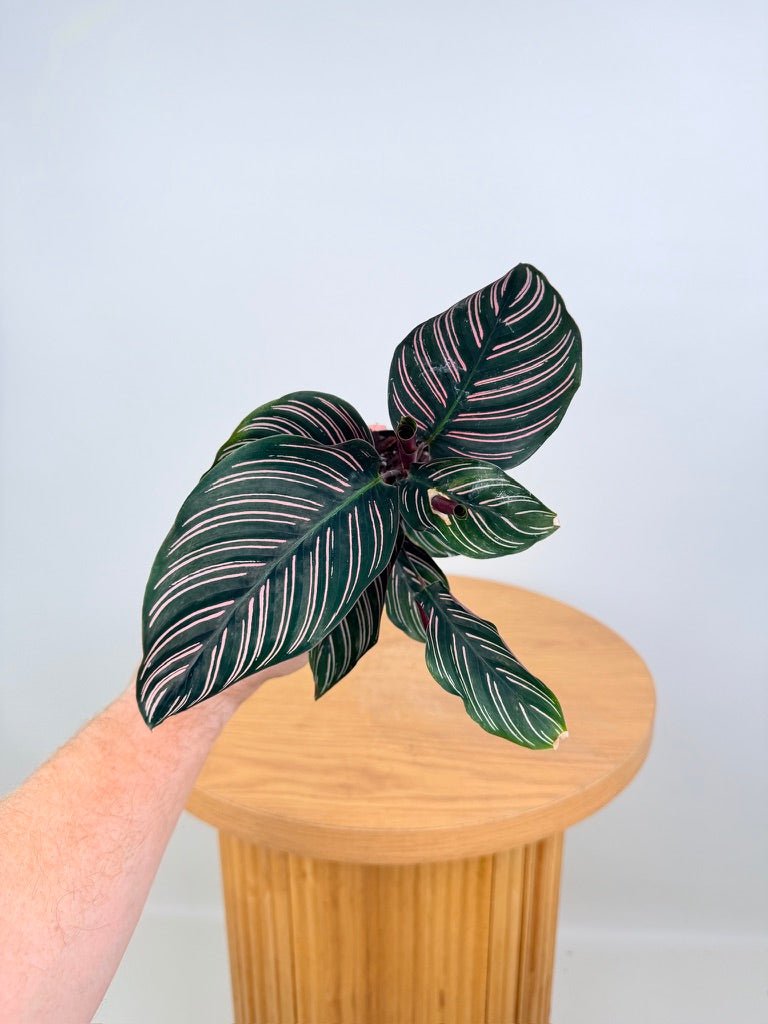 Goeppertia [Calathea] Ornata - Sanderiana | Uprooted