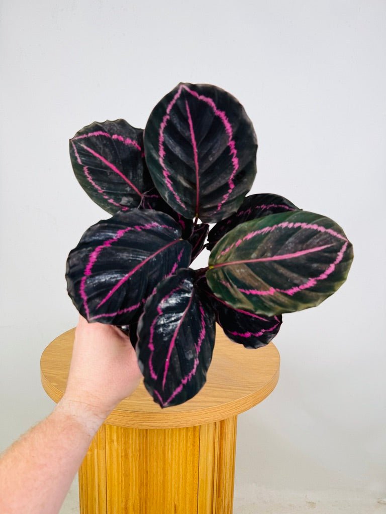 Goeppertia [Calathea] Roseopicta - Dottie | Uprooted