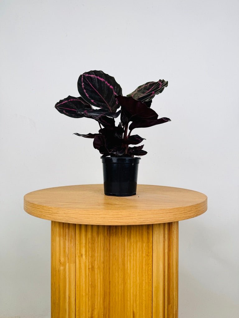 Goeppertia [Calathea] Roseopicta - Dottie | Uprooted
