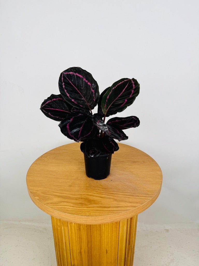 Goeppertia [Calathea] Roseopicta - Dottie | Uprooted