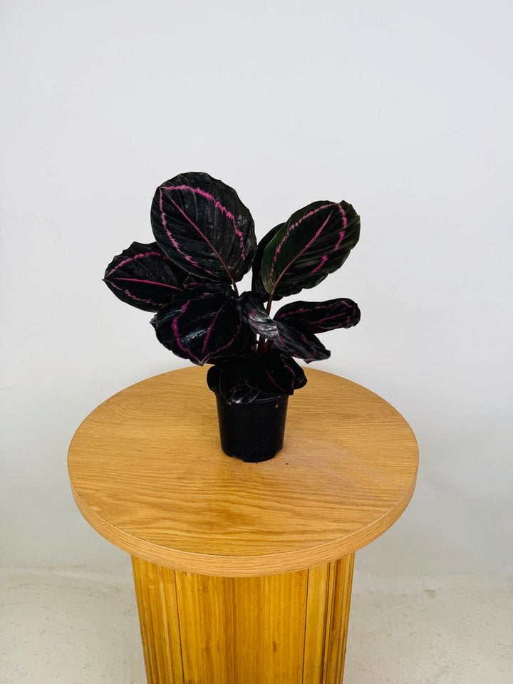 Goeppertia [Calathea] Roseopicta - Dottie | Uprooted