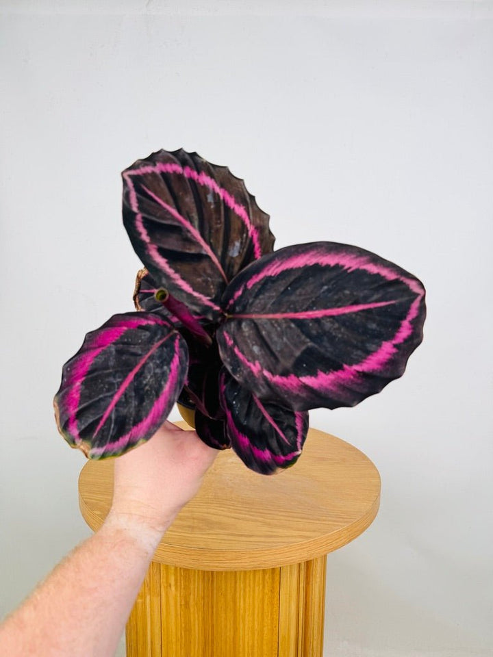 Goeppertia [Calathea] Roseopicta - Red Mojo | Uprooted