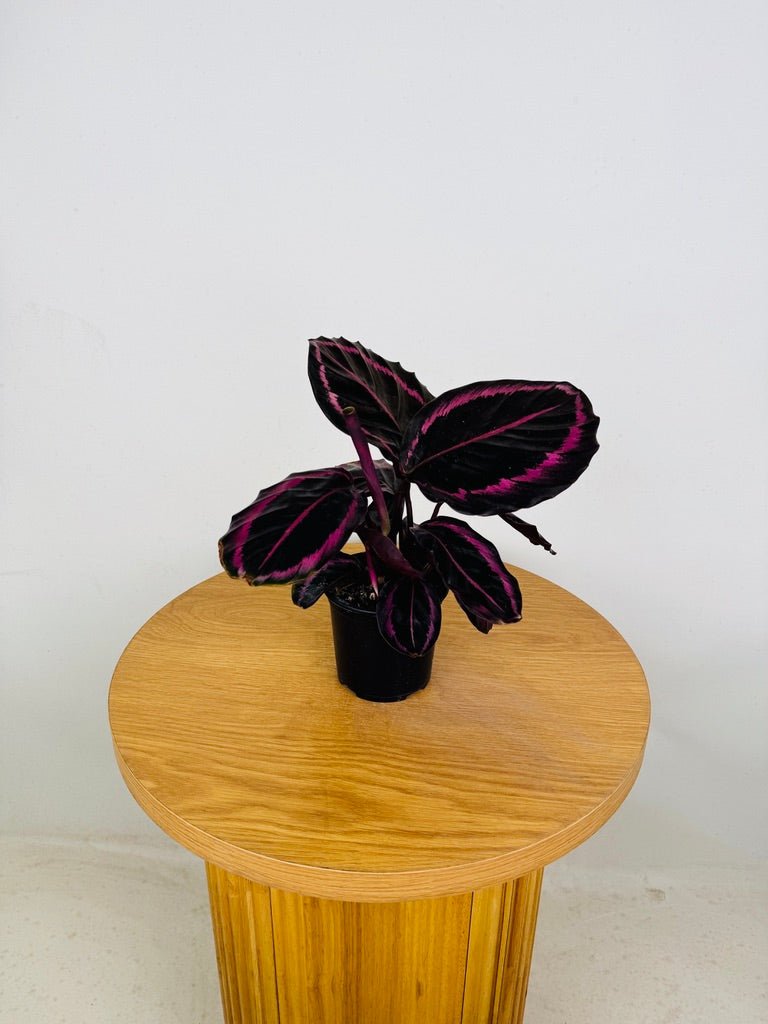Goeppertia [Calathea] Roseopicta - Red Mojo | Uprooted