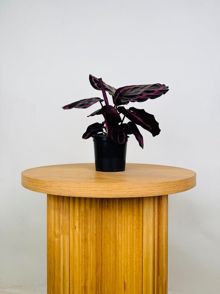 Goeppertia [Calathea] Roseopicta - Red Mojo | Uprooted