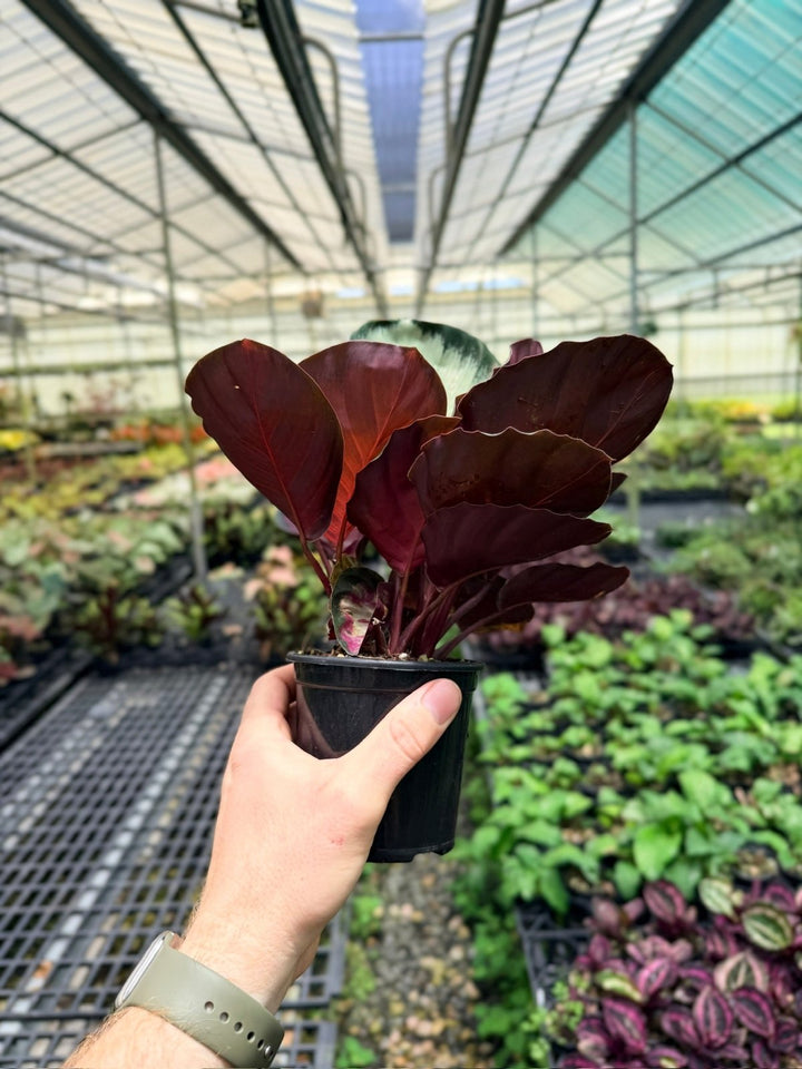 Goeppertia [Calathea] Roseopicta - Rosy Silver | Uprooted