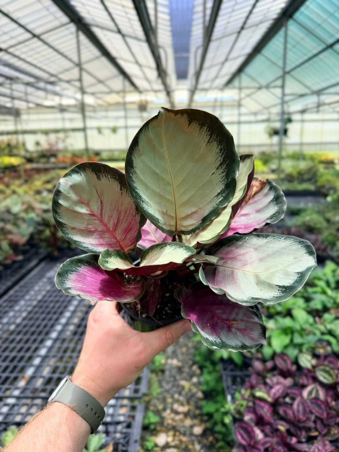 Goeppertia [Calathea] Roseopicta - Rosy Silver | Uprooted