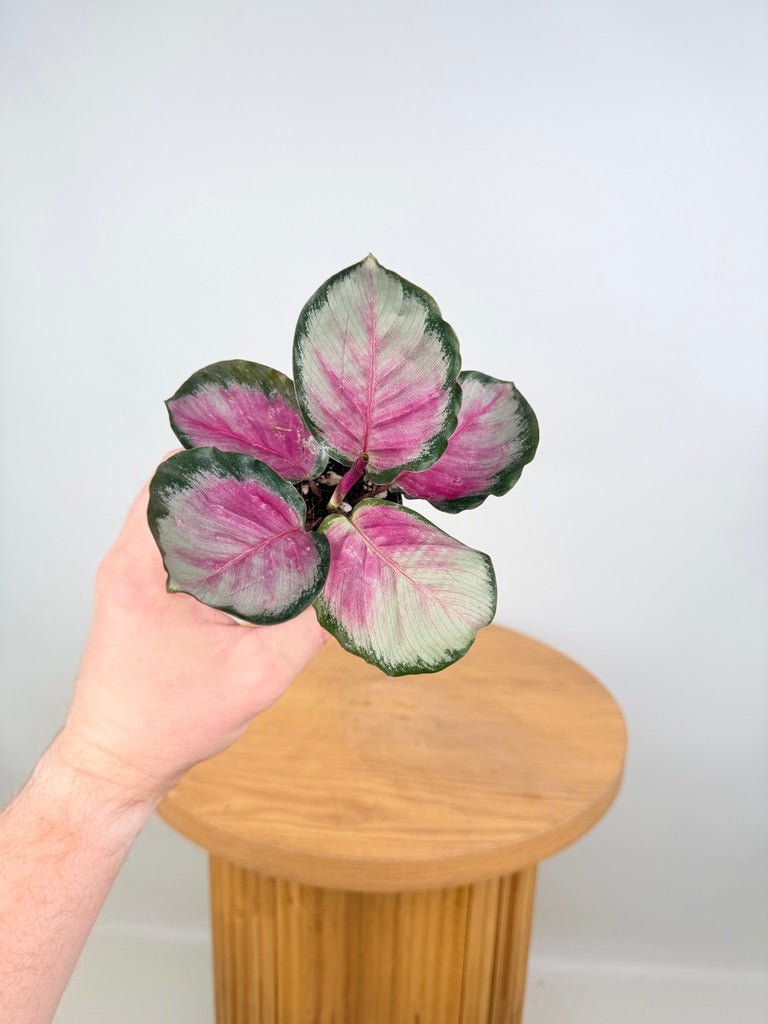 Goeppertia [Calathea] Roseopicta - Rosy Silver | Uprooted