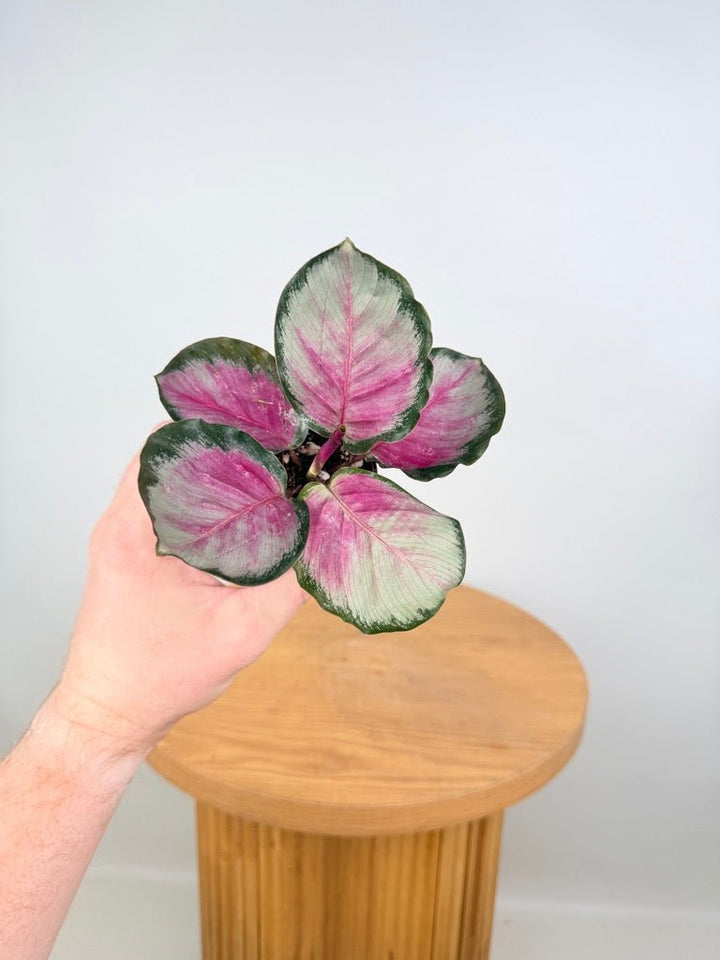 Goeppertia [Calathea] Roseopicta - Rosy Silver | Uprooted