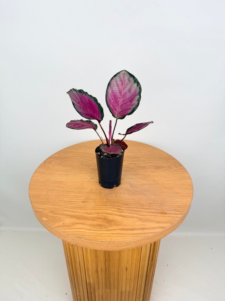 Goeppertia [Calathea] Roseopicta - Rosy Silver | Uprooted