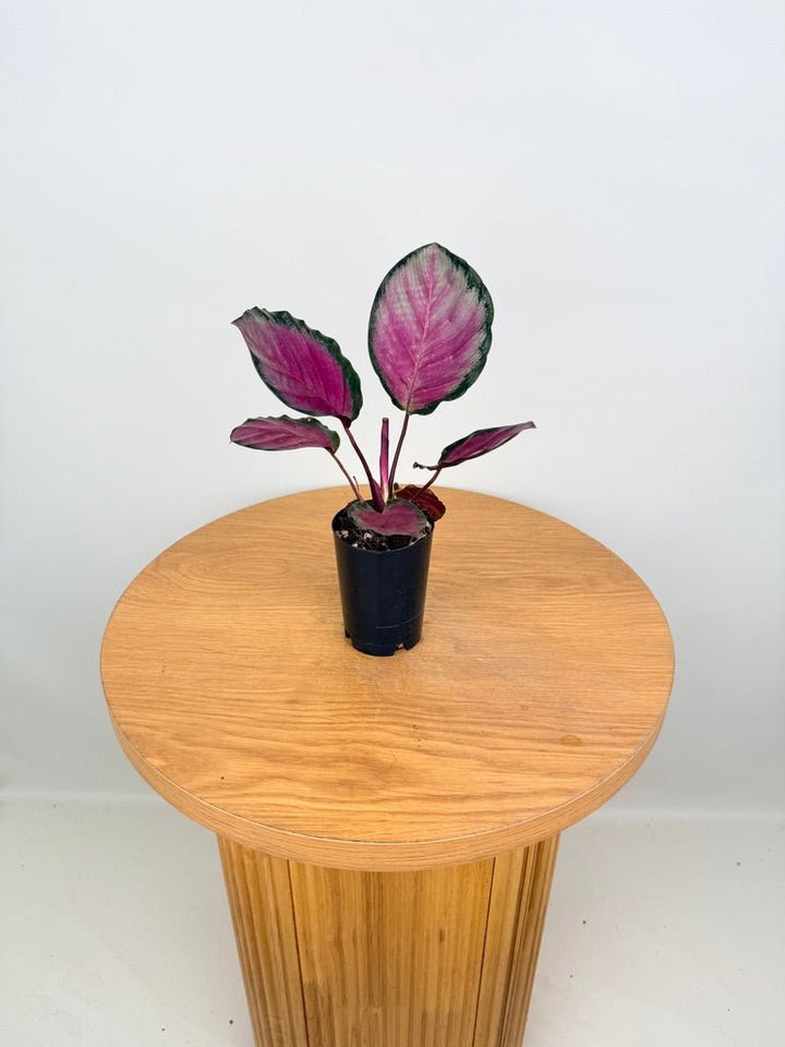 Goeppertia [Calathea] Roseopicta - Rosy Silver | Uprooted