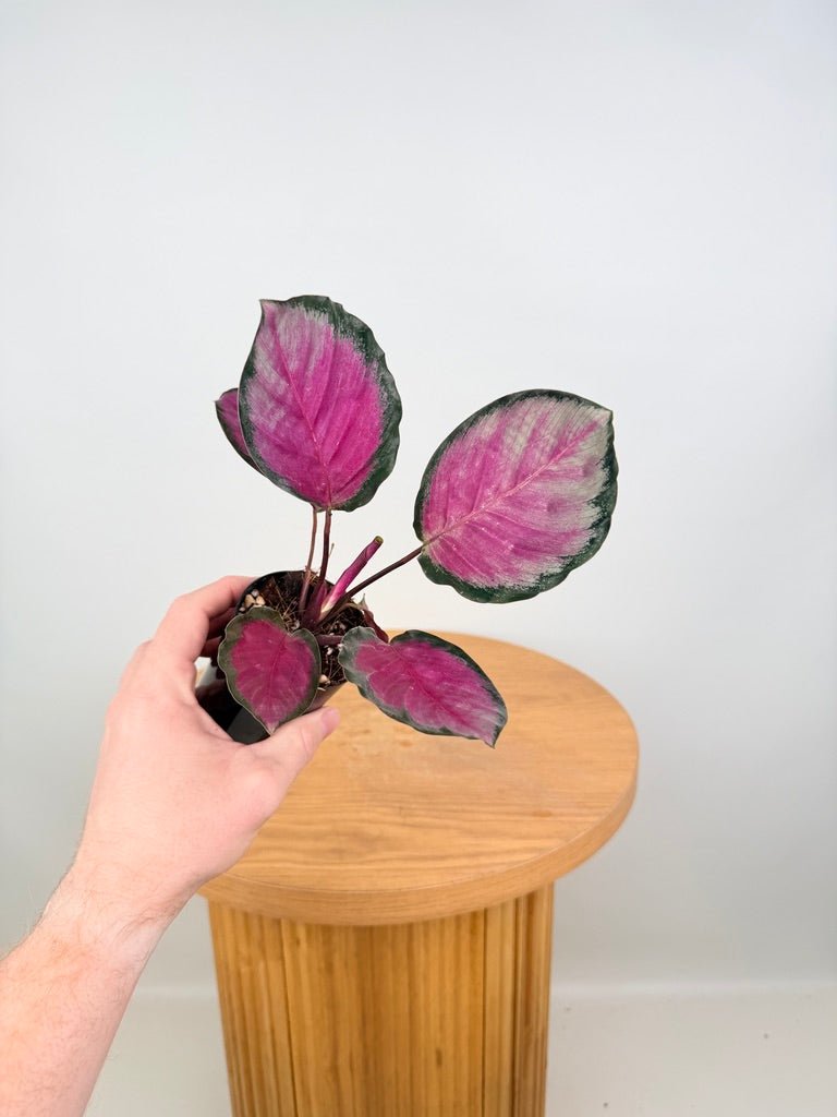Goeppertia [Calathea] Roseopicta - Rosy Silver | Uprooted