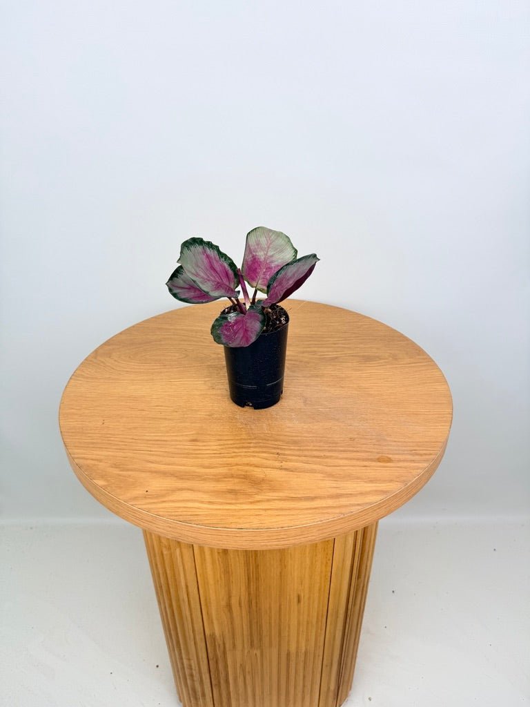 Goeppertia [Calathea] Roseopicta - Rosy Silver | Uprooted