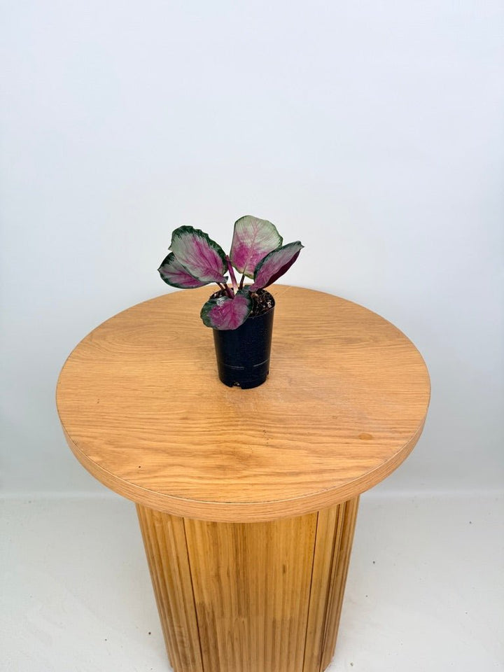 Goeppertia [Calathea] Roseopicta - Rosy Silver | Uprooted