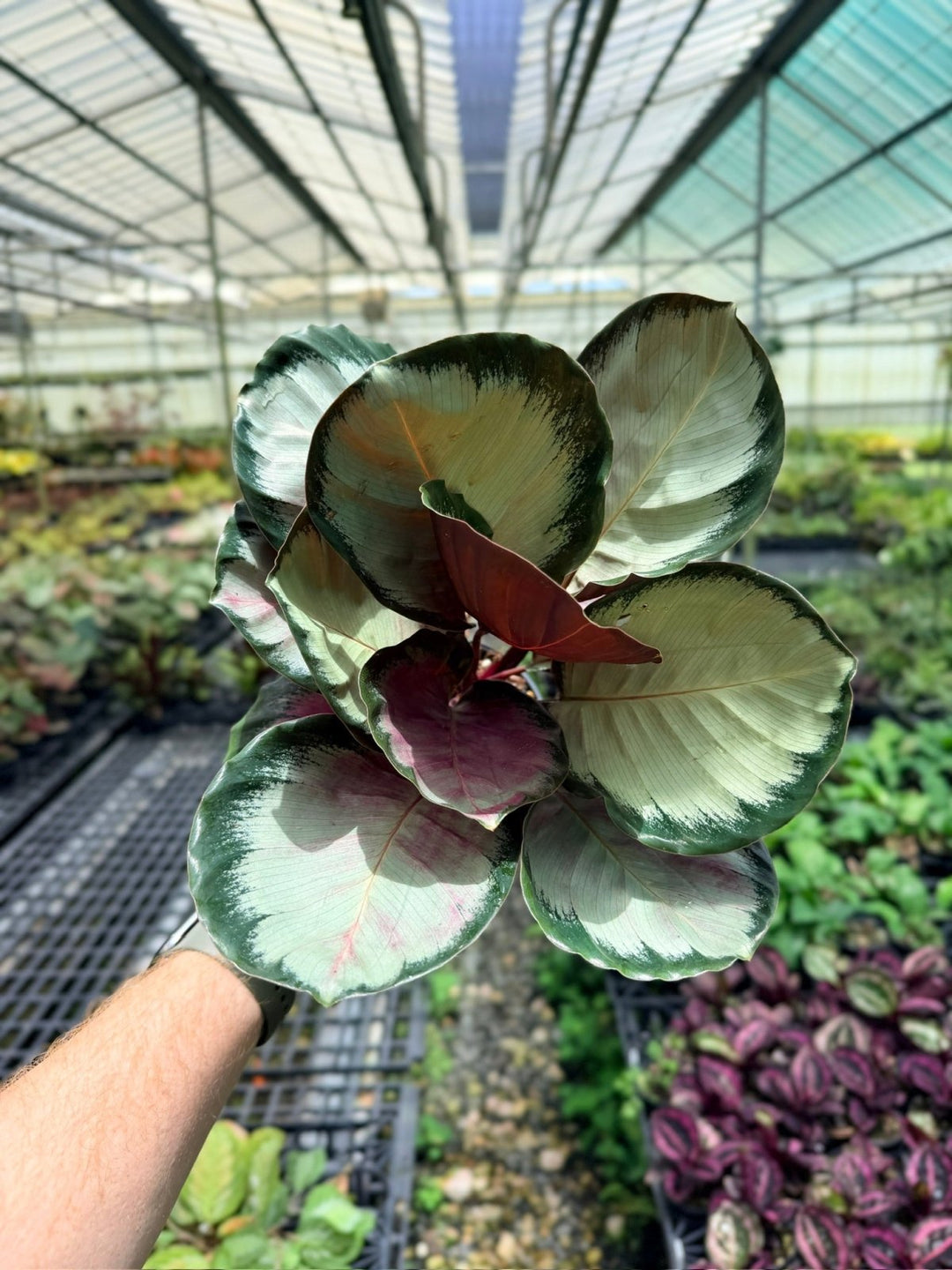 Goeppertia [Calathea] Roseopicta - Rosy Silver | Uprooted