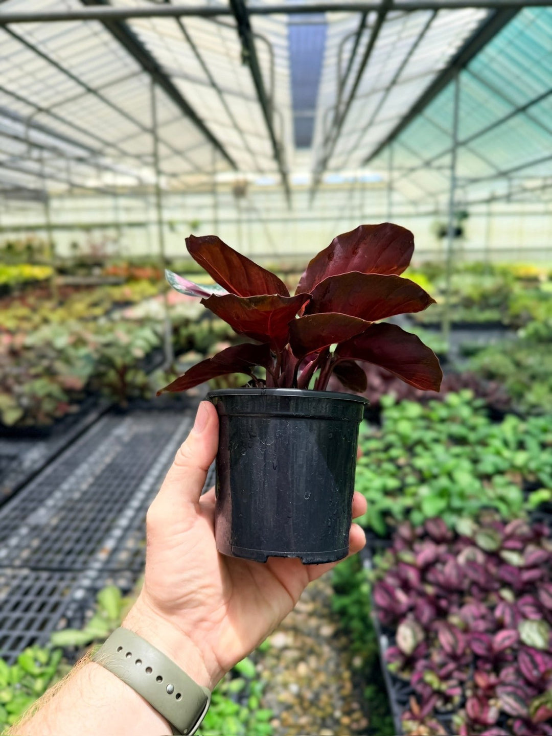 Goeppertia [Calathea] Roseopicta - Rosy Silver | Uprooted