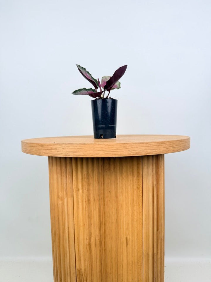 Goeppertia [Calathea] Roseopicta - Rosy Silver | Uprooted