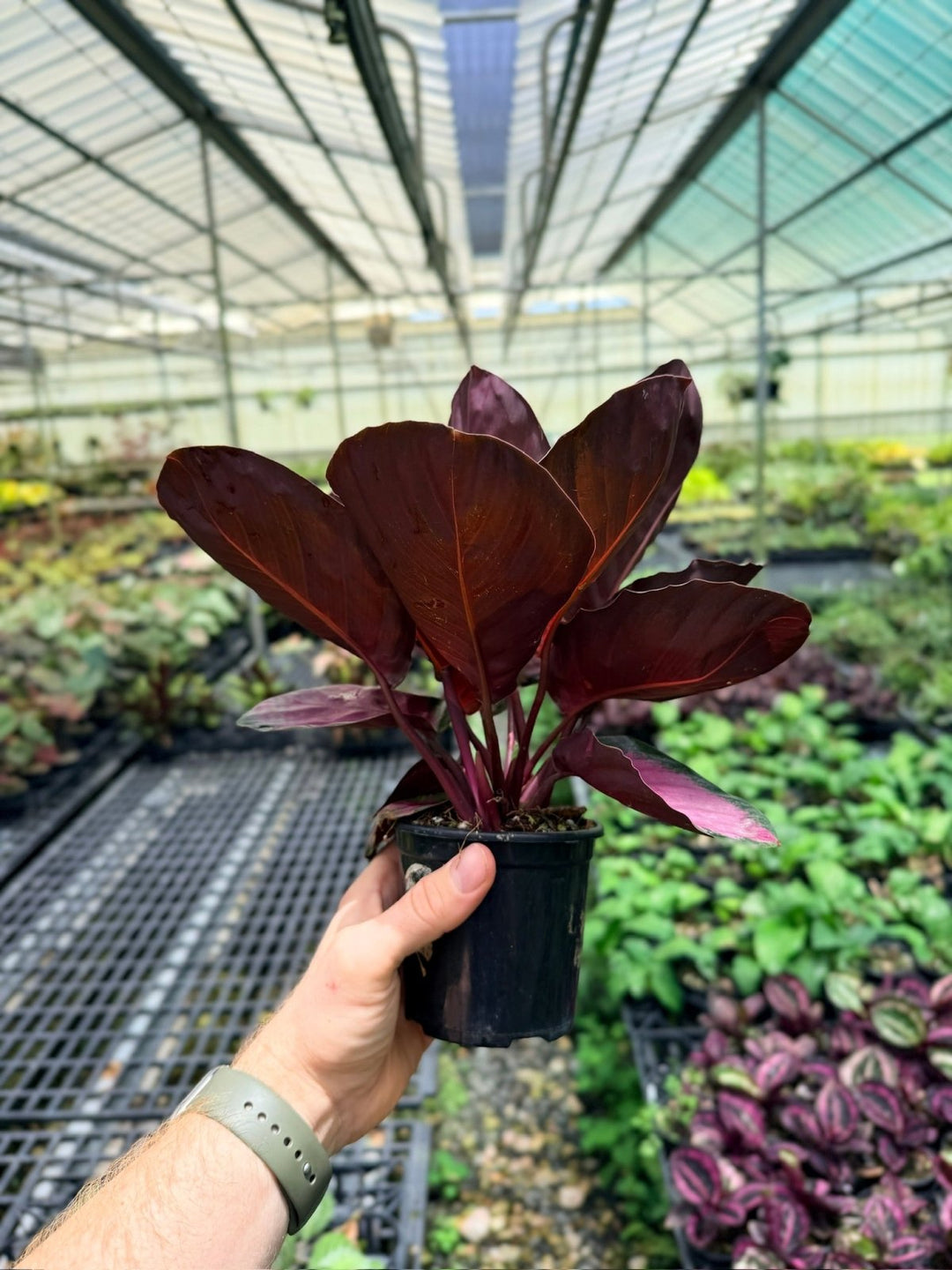 Goeppertia [Calathea] Roseopicta - Rosy Silver | Uprooted