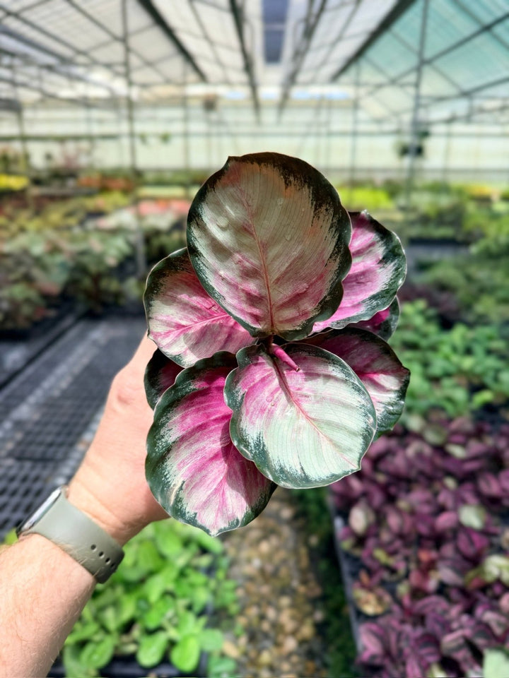 Goeppertia [Calathea] Roseopicta - Rosy Silver | Uprooted