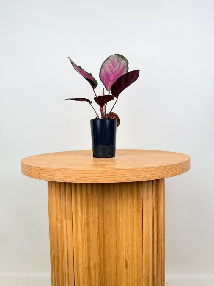 Goeppertia [Calathea] Roseopicta - Rosy Silver | Uprooted