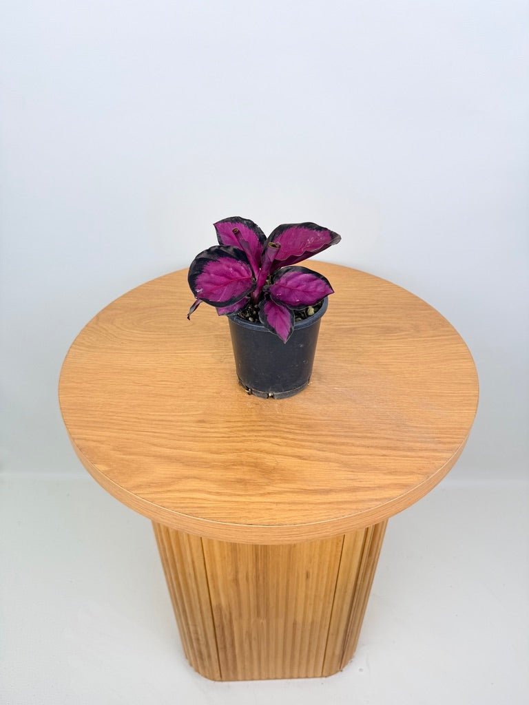 Goeppertia [Calathea] Roseopicta - Rosy | Uprooted
