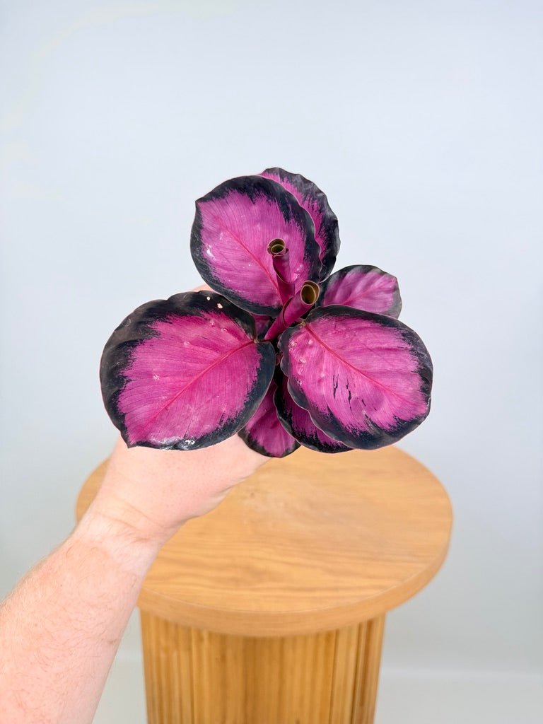 Goeppertia [Calathea] Roseopicta - Rosy | Uprooted