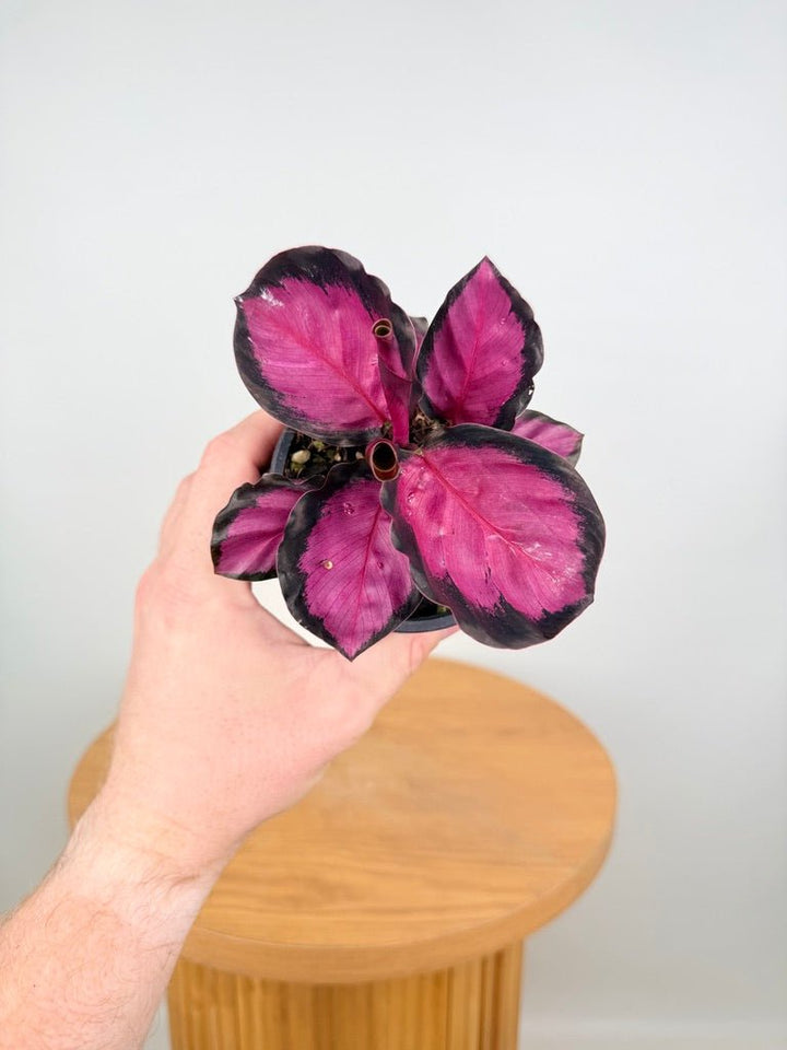 Goeppertia [Calathea] Roseopicta - Rosy | Uprooted