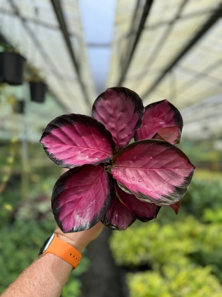 Goeppertia [Calathea] Roseopicta - Rosy | Uprooted