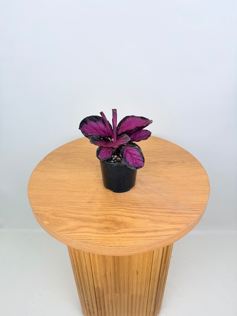 Goeppertia [Calathea] Roseopicta - Rosy | Uprooted