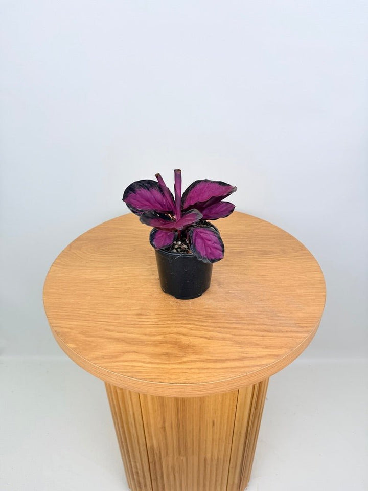 Goeppertia [Calathea] Roseopicta - Rosy | Uprooted