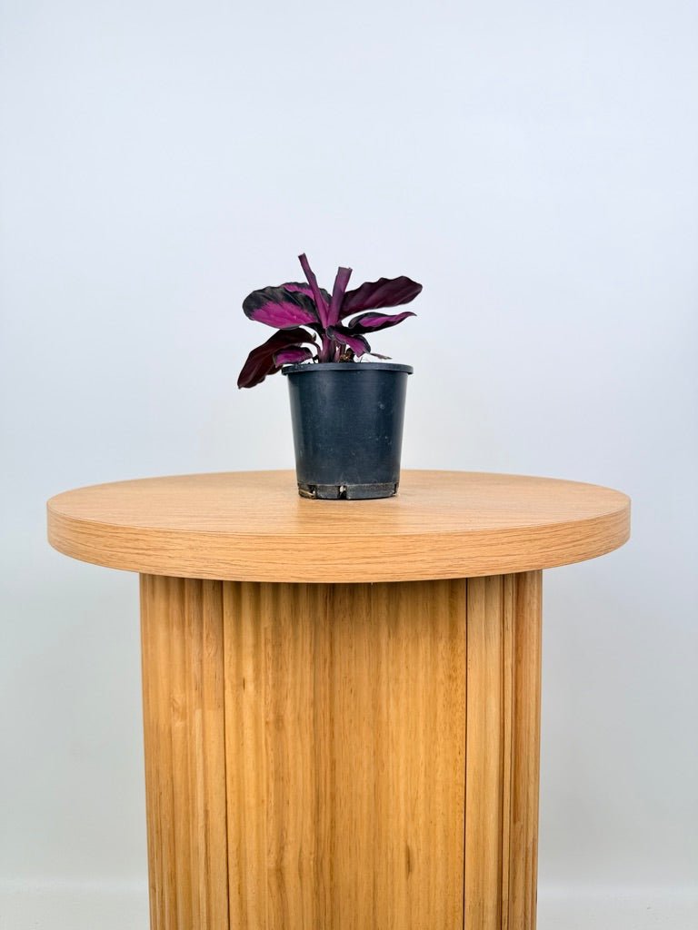 Goeppertia [Calathea] Roseopicta - Rosy | Uprooted