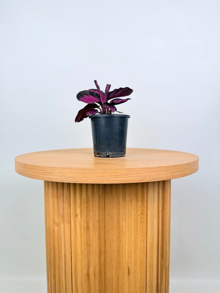 Goeppertia [Calathea] Roseopicta - Rosy | Uprooted
