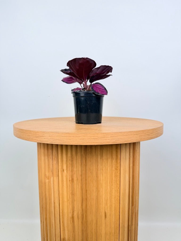 Goeppertia [Calathea] Roseopicta - Rosy | Uprooted