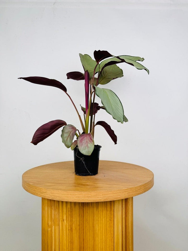 Goeppertia [Calathea] Roseopicta - Silver Plate | Uprooted