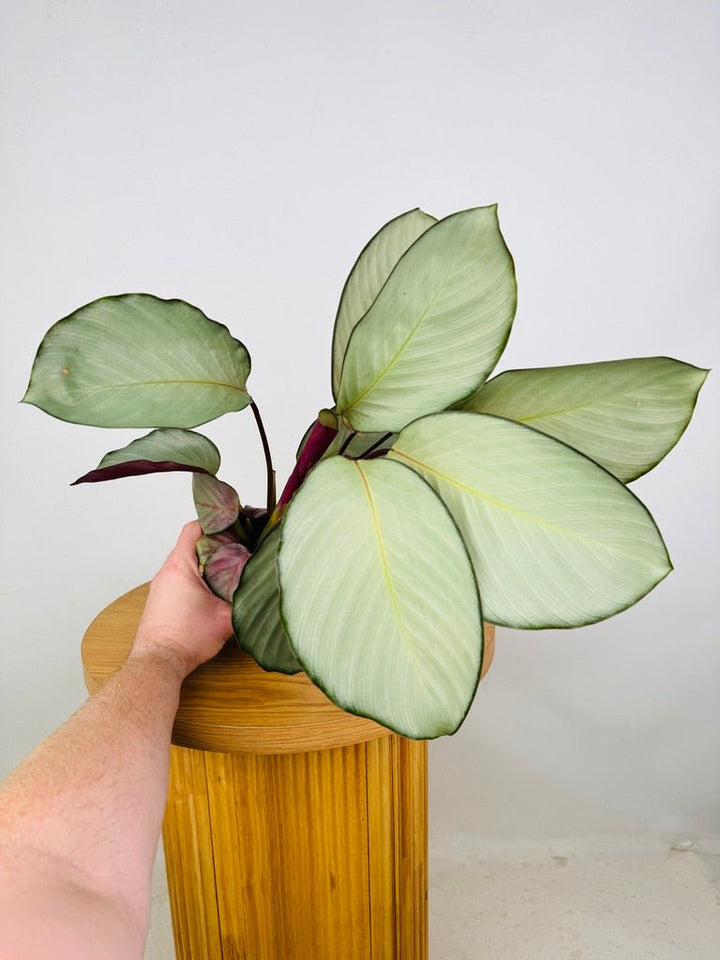 Goeppertia [Calathea] Roseopicta - Silver Plate | Uprooted