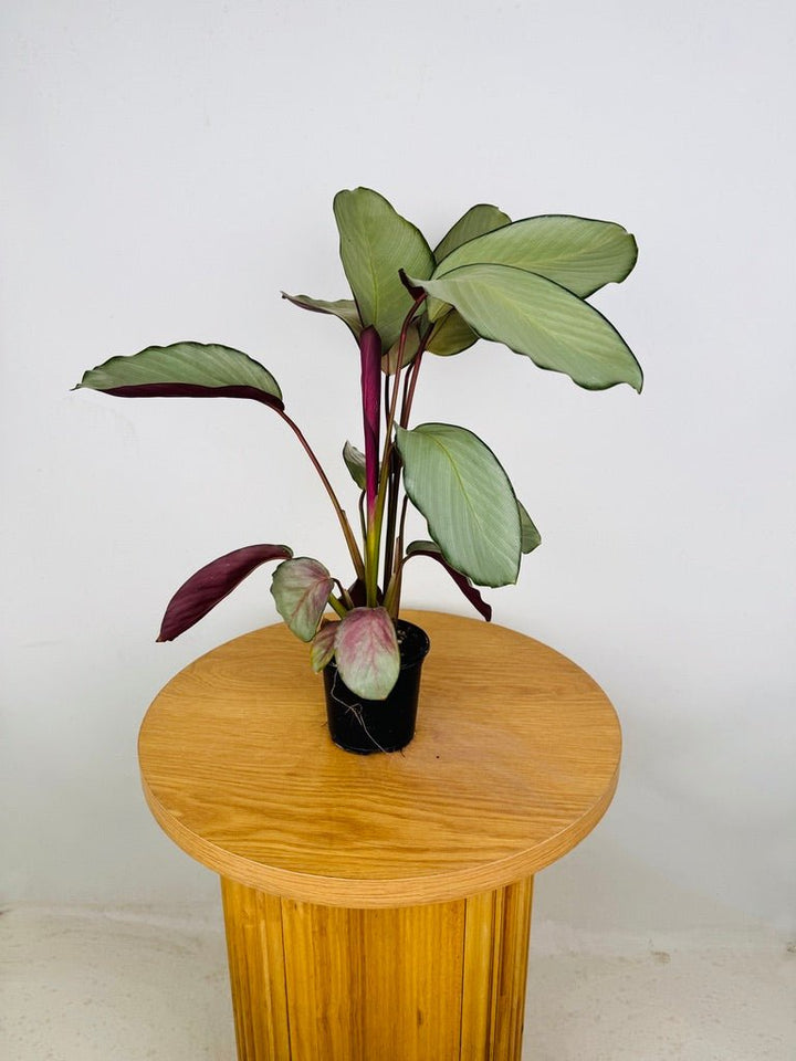 Goeppertia [Calathea] Roseopicta - Silver Plate | Uprooted