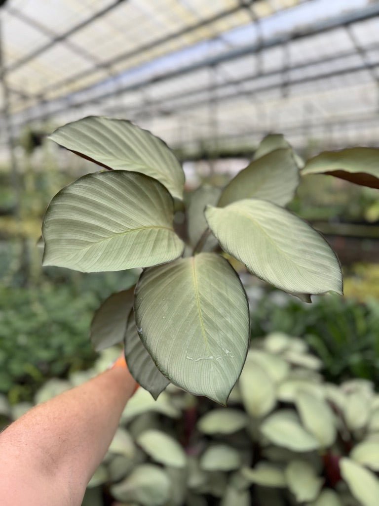 Goeppertia [Calathea] Roseopicta - Silver Plate | Uprooted