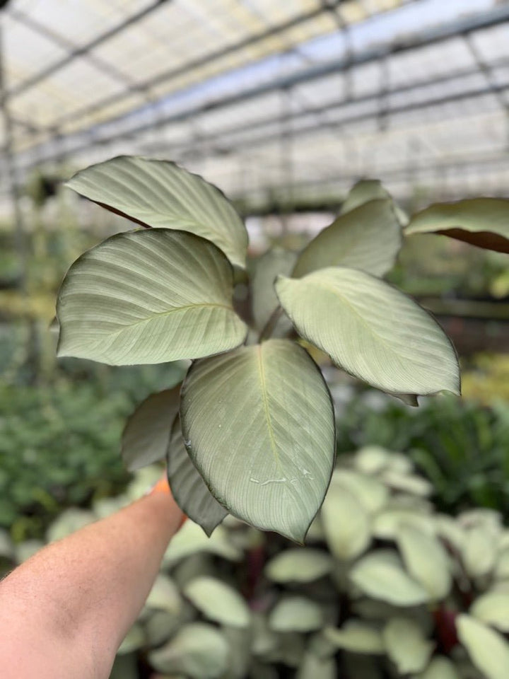 Goeppertia [Calathea] Roseopicta - Silver Plate | Uprooted