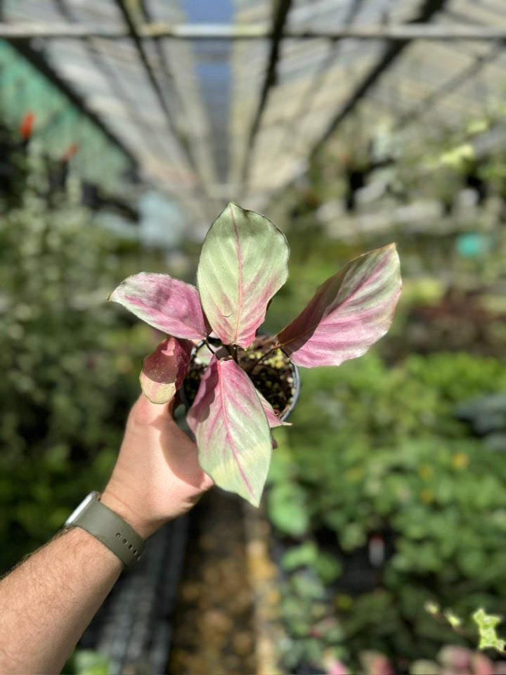 Goeppertia [Calathea] Roseopicta - Silver Plate | Uprooted