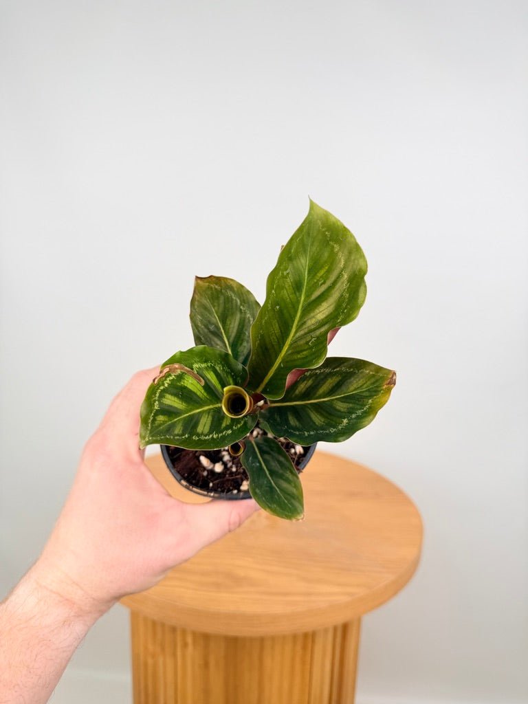 Goeppertia [Calathea] Veitchiana - Flamestar | Uprooted