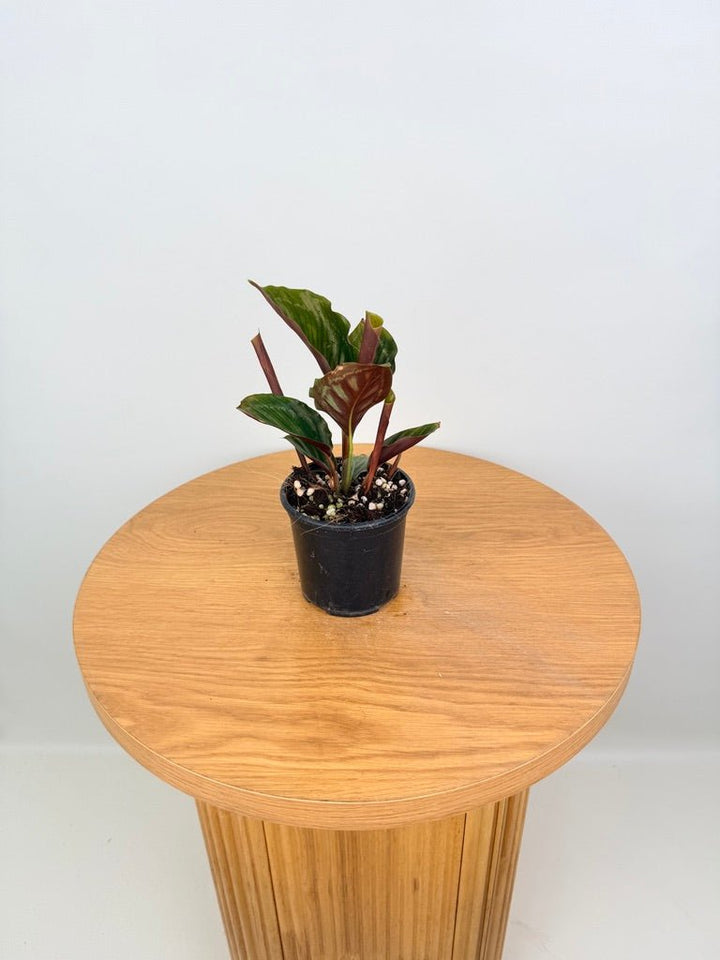 Goeppertia [Calathea] Veitchiana - Flamestar | Uprooted