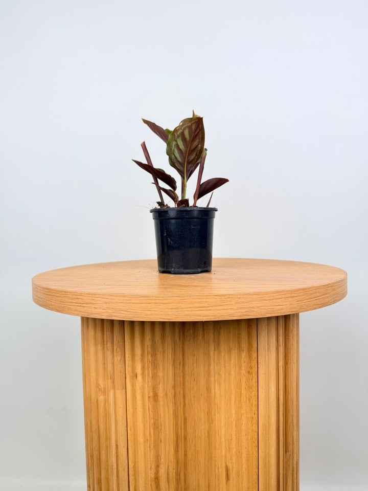 Goeppertia [Calathea] Veitchiana - Flamestar | Uprooted