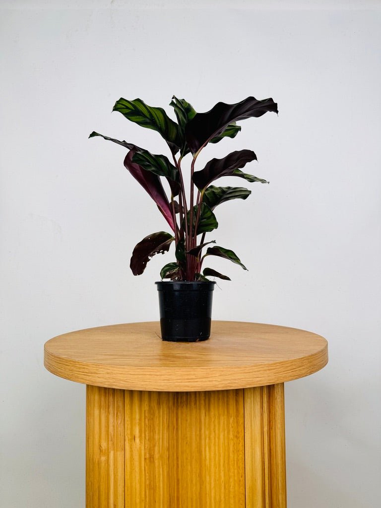 Goeppertia Fasciata | Uprooted