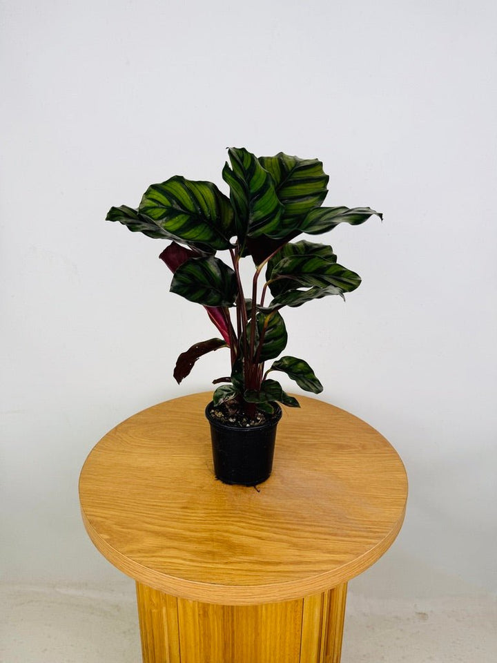 Goeppertia Fasciata | Uprooted