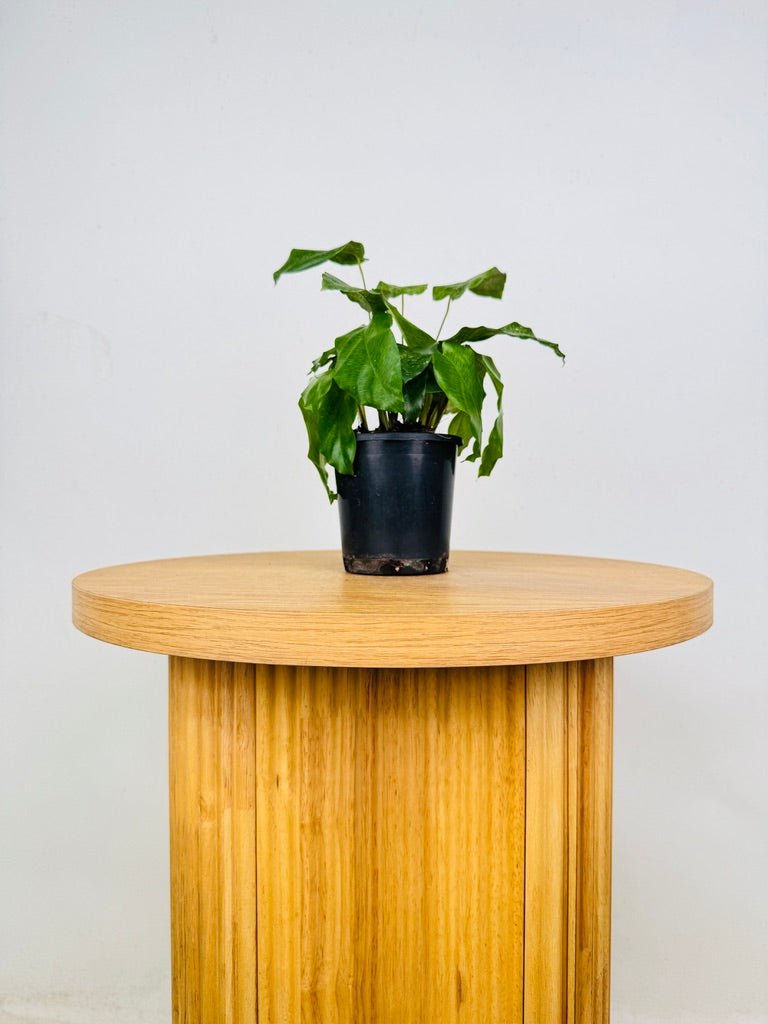 Goeppertia Kegeljanii - Calathea Musaica | Uprooted