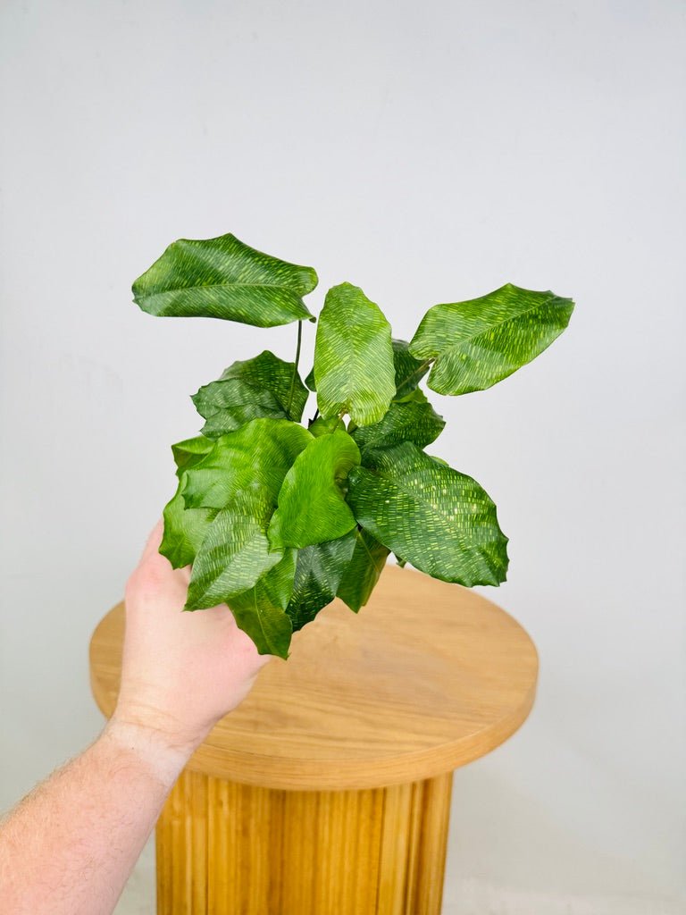 Goeppertia Kegeljanii - Calathea Musaica | Uprooted