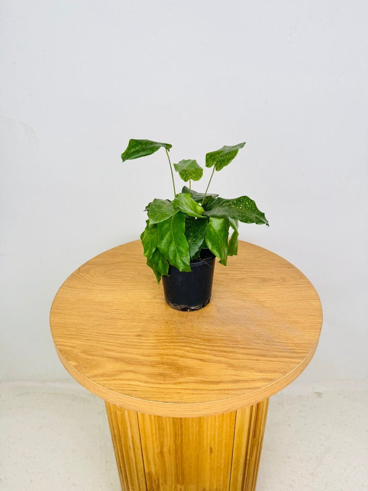 Goeppertia Kegeljanii - Calathea Musaica | Uprooted