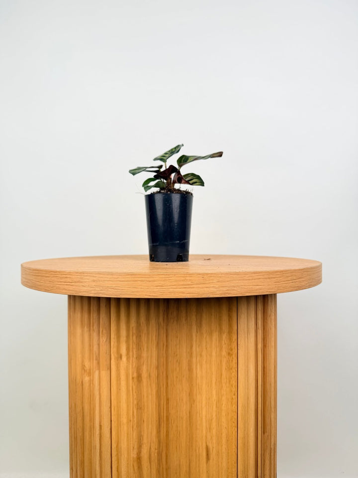Goeppertia Makoyana [Calathea Makoyana] | Uprooted